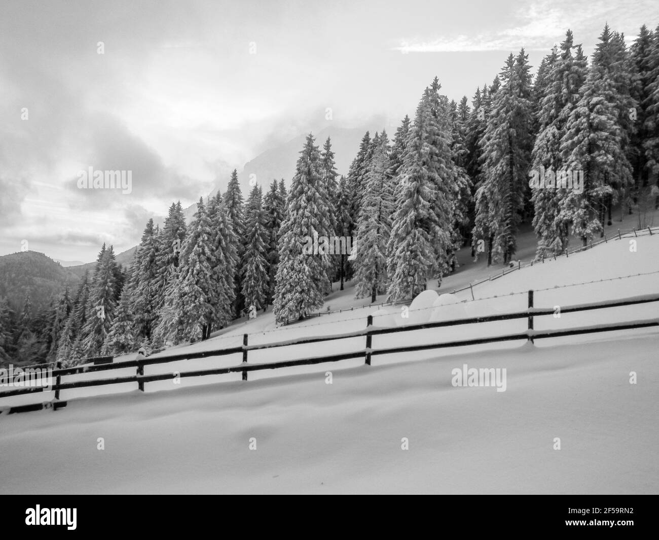 Pine forest covered with snow Stock Photo - Alamy