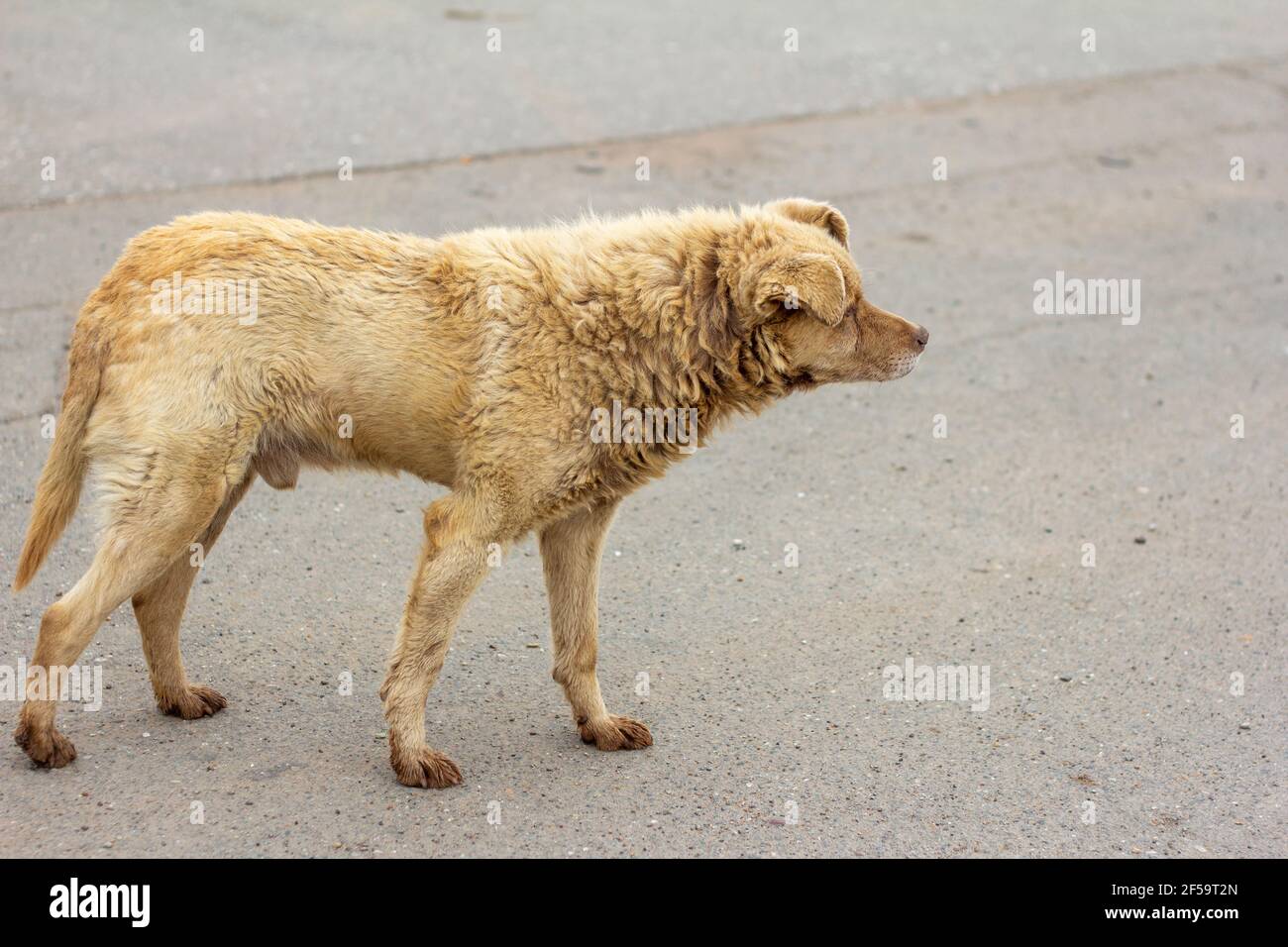 Why Do Dogs Look Away