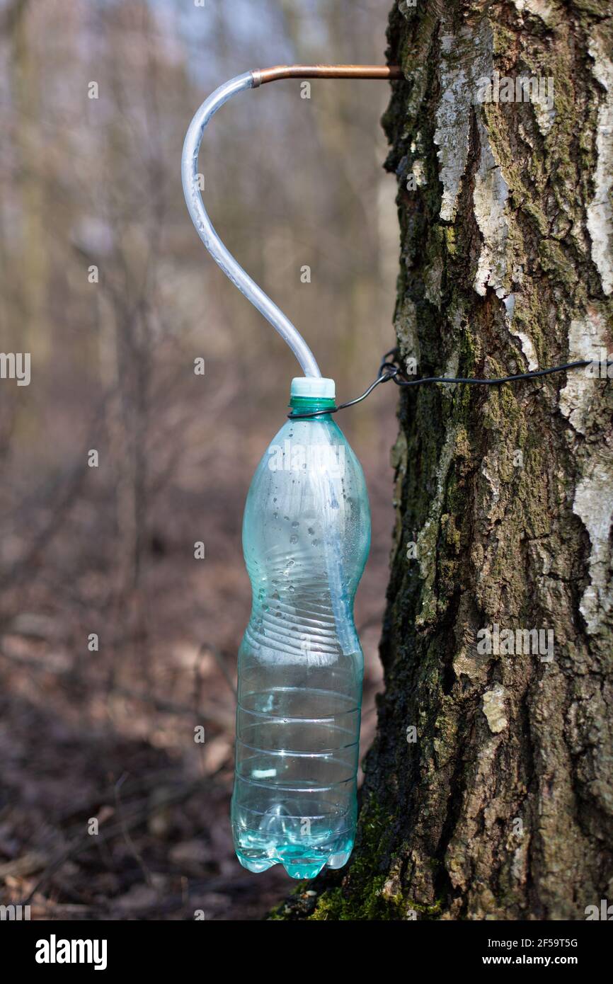 Juice from birch tree natural drinks Stock Photo Alamy