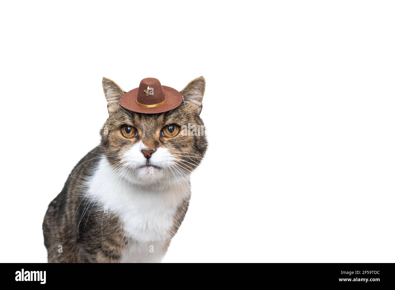 funny studio portrait of a tabby white british shorthair cat wearing a small cowboy hat looking at camera Stock Photo