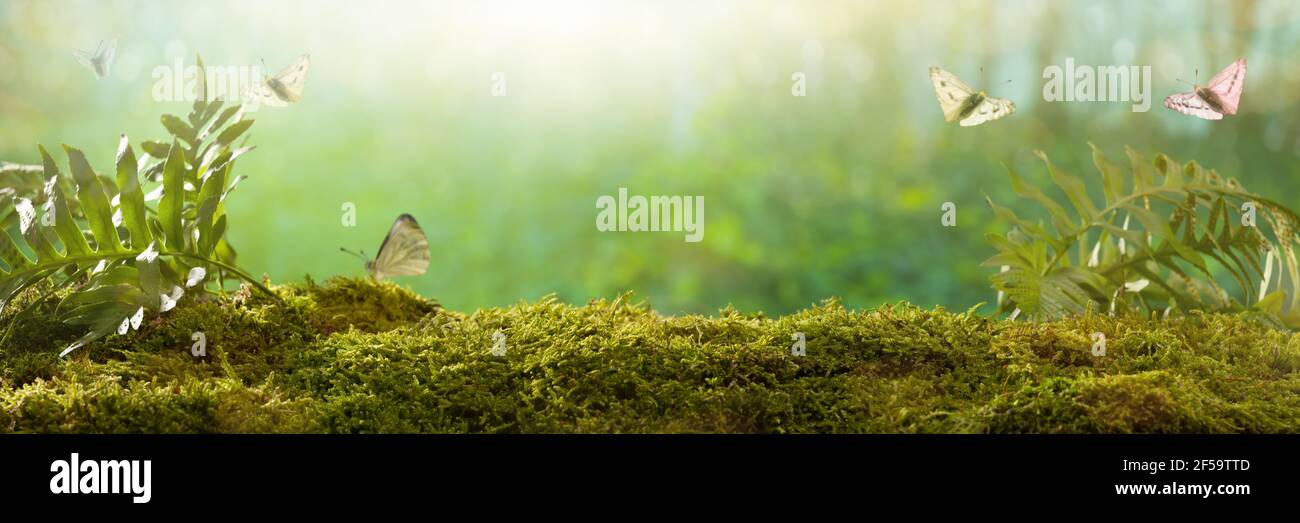 Spring background. Butterflies on forest plants Stock Photo