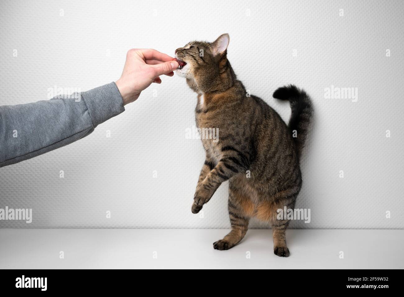 Human Hand Of Pet Owner Feeding Greedy Cat With Raw Meat In Front Of White Background With Copy Space Stock Photo Alamy