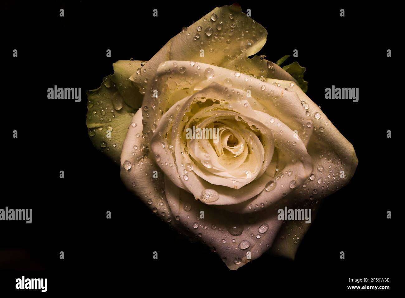 Close up white rose hi-res stock photography and images - Alamy