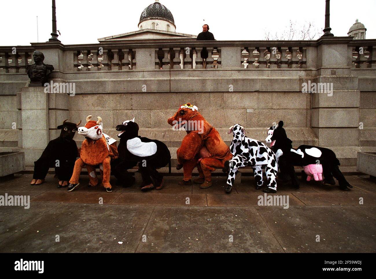 Pantomime Horses in Trafalgar Square December 1997To promote the begining of the pantomime season Stock Photo