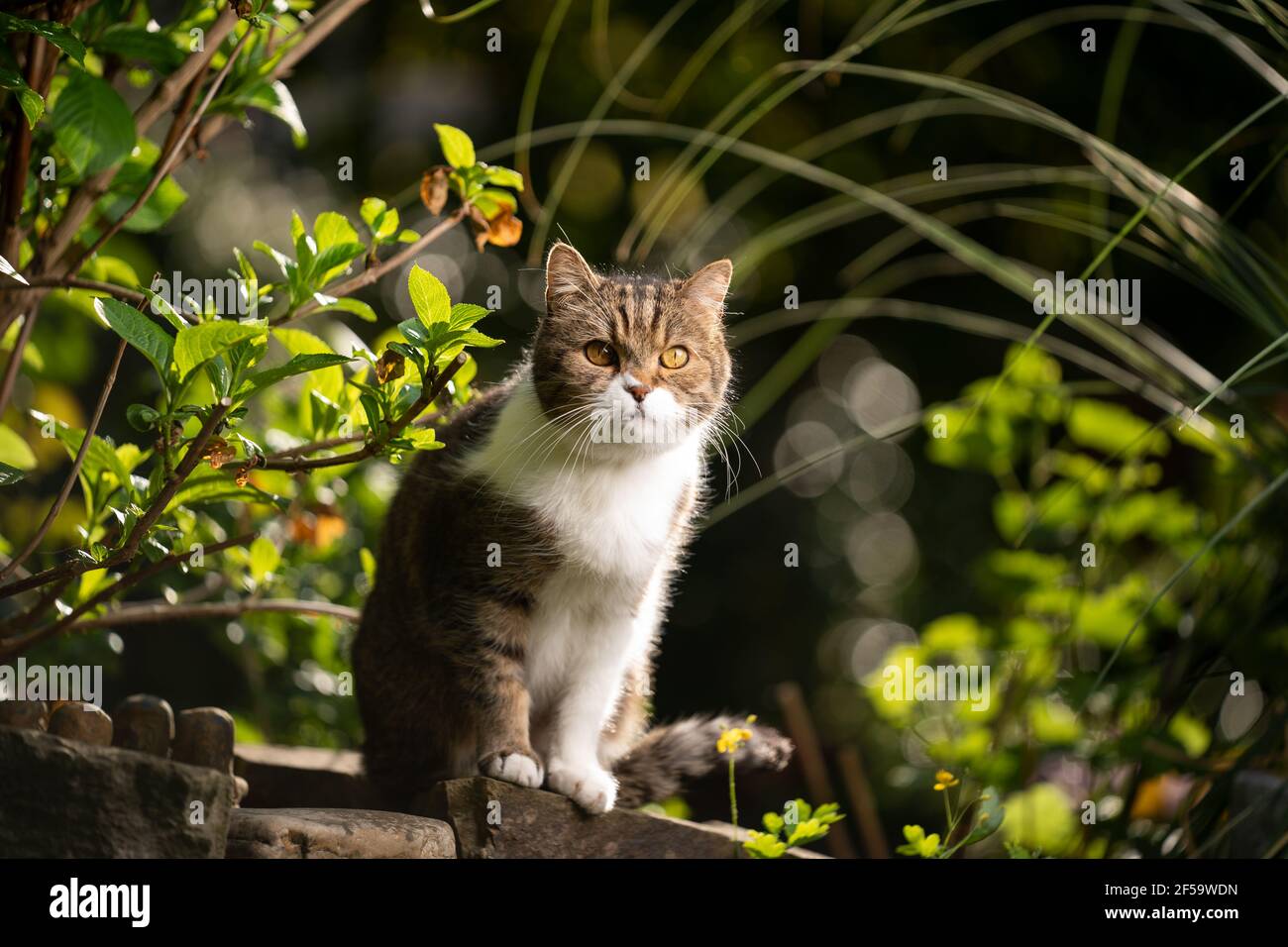 portrait of a tabby white british shorthair cat outdoors in beautiful ...