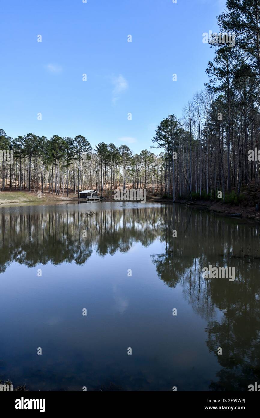 Tall pine trees reflecting in the pond on a Springtime day in Georgia Stock Photo