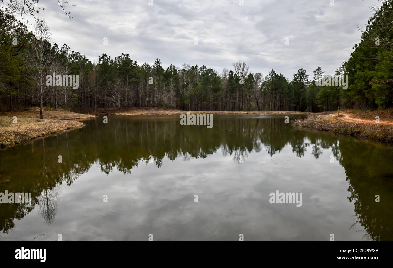 Tall pine trees reflecting in the pond on a Springtime day in Georgia Stock Photo