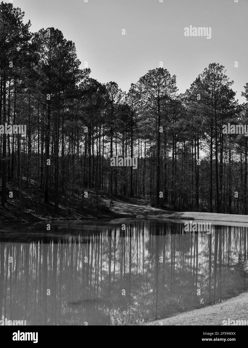 Tall pine trees reflecting in the pond on a Springtime day in