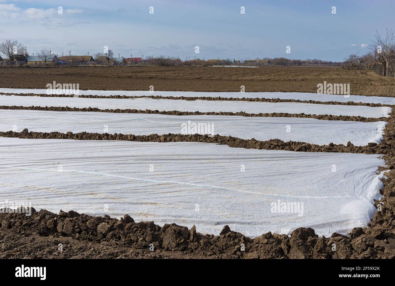 Spring landscape with ploughed fields and fields with pea sprouts under  agrofibre  in Skelki village, Ukraine Stock Photo