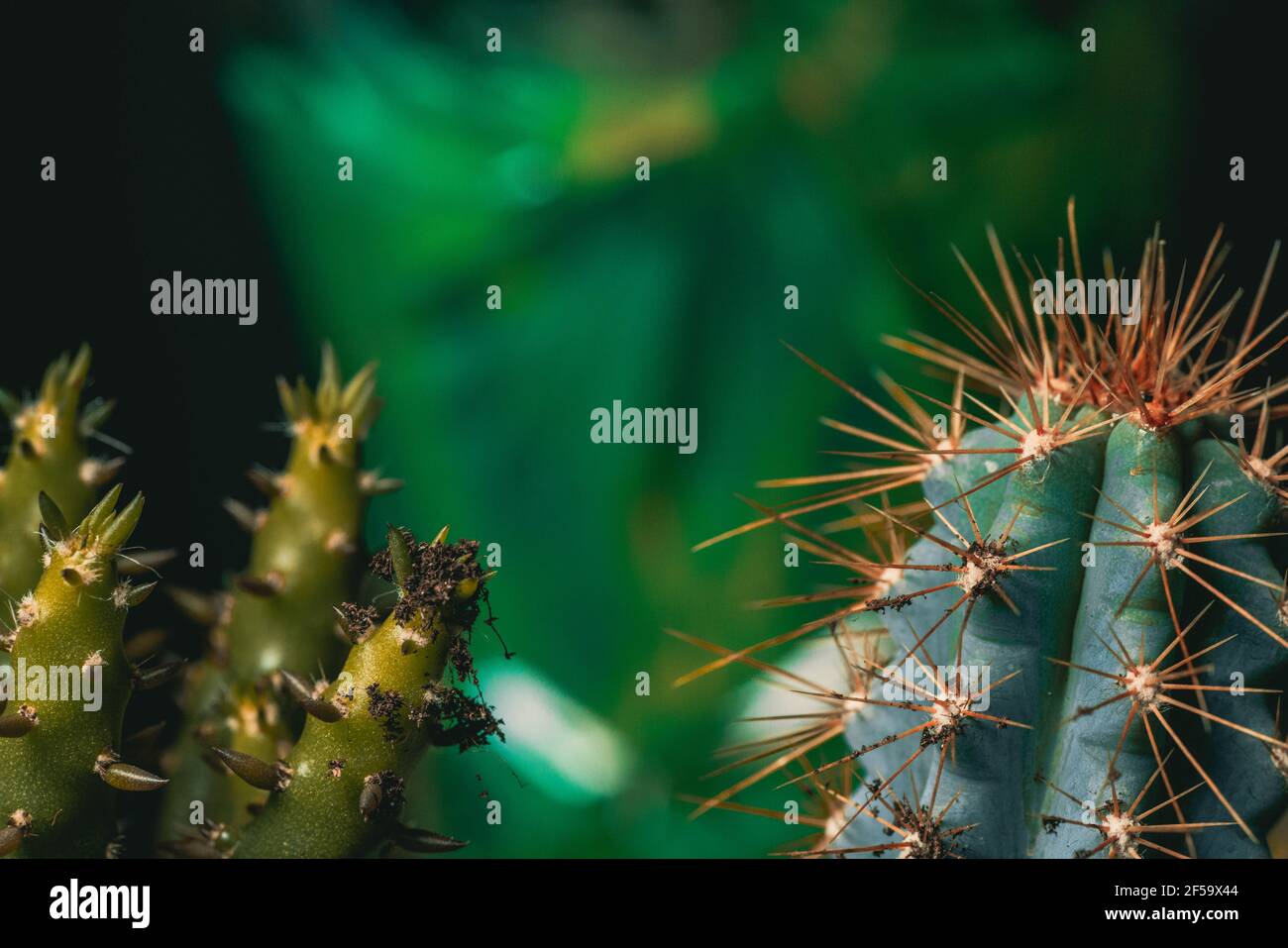 Close up cactus texture detail Stock Photo - Alamy