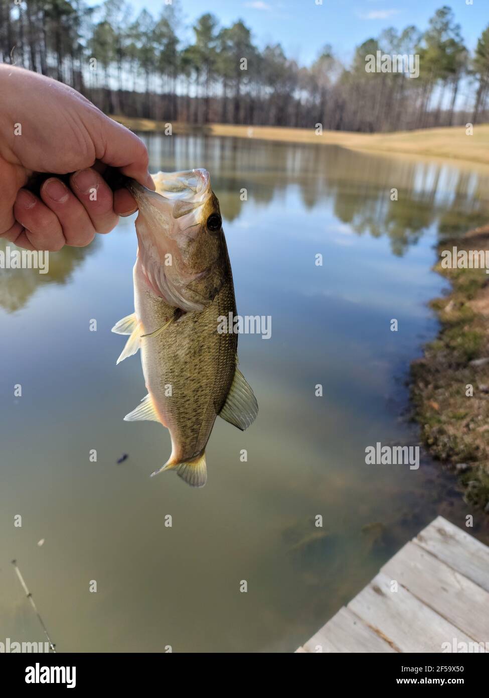 Small mouth bass fishing in the pond on the farm in Spring Stock Photo