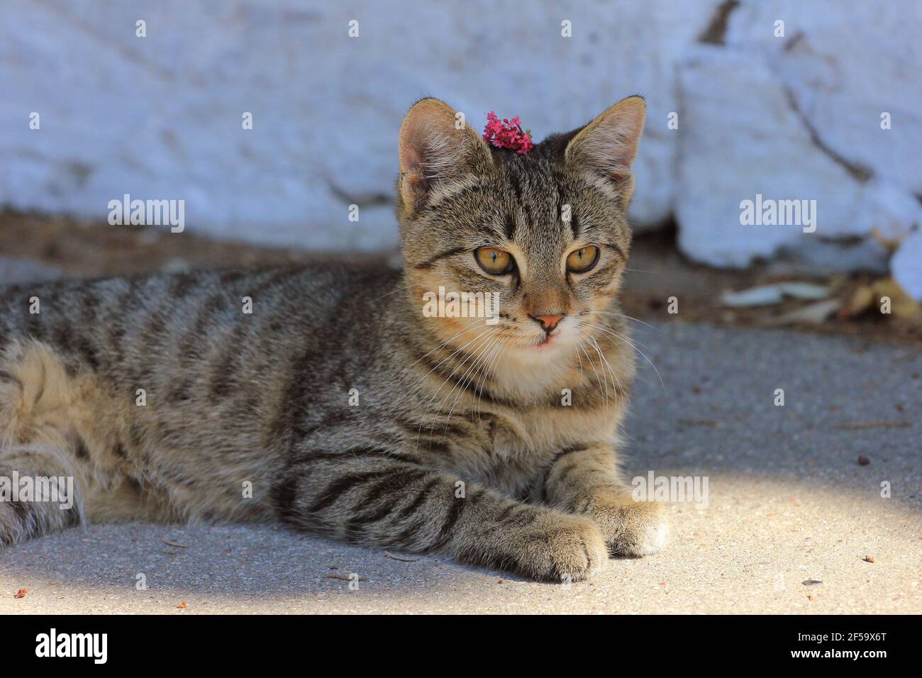 A beautiful kitty in the yard with a flower on her head. Stock Photo