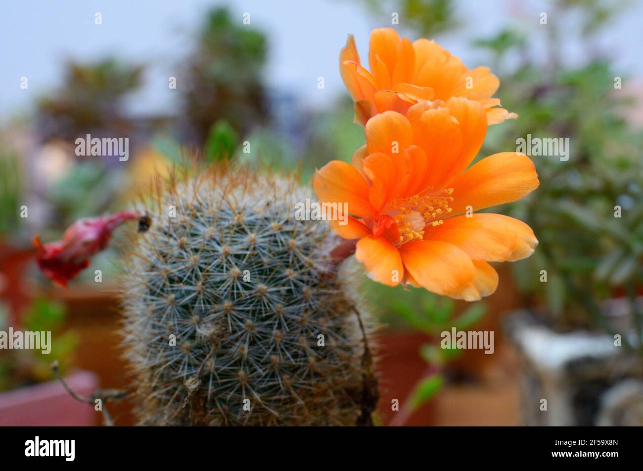 Potted cactus (Rebutia xanthocarpa) blooming yellow flowers Stock Photo