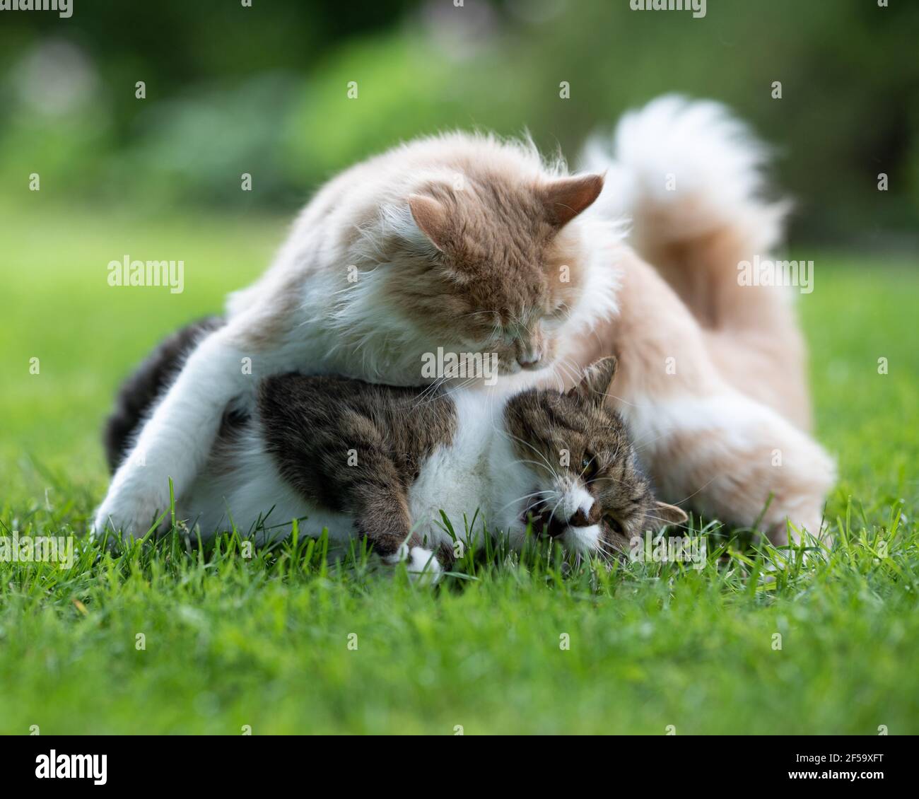 two playful cats fighting in the back yard on grass showing dominance ...