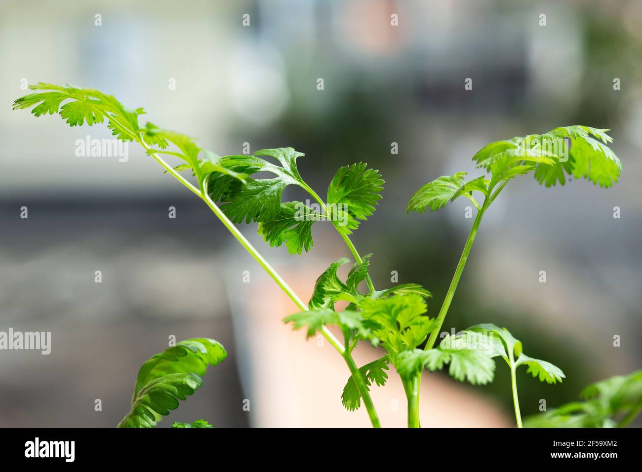 Fresh coriander (Coriandrum sativum) , also known as Chinese parsley, dhania or cilantro Stock Photo