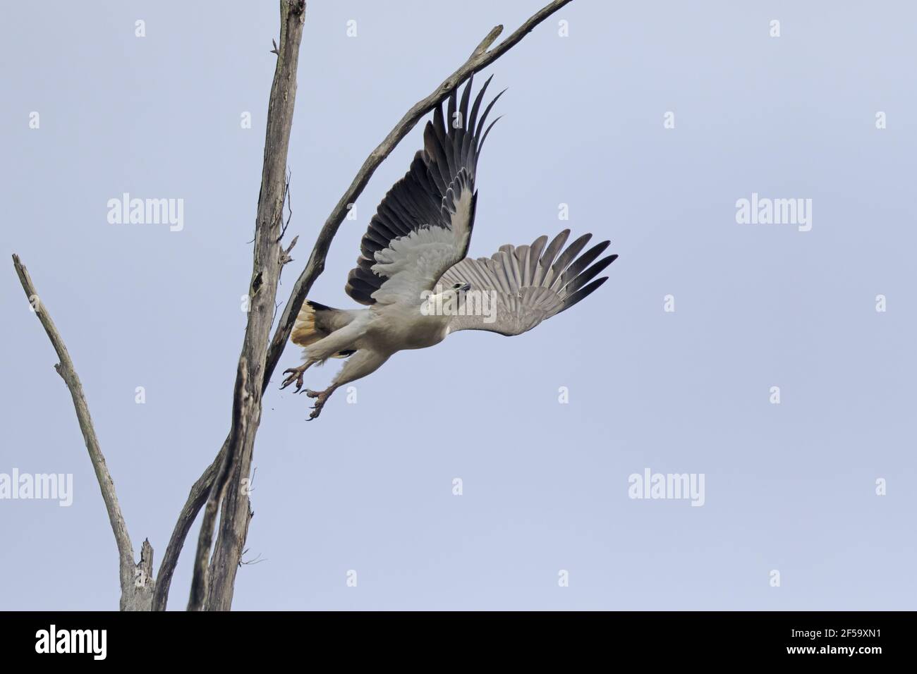 White bellied sea eagle australia hi-res stock photography and images ...