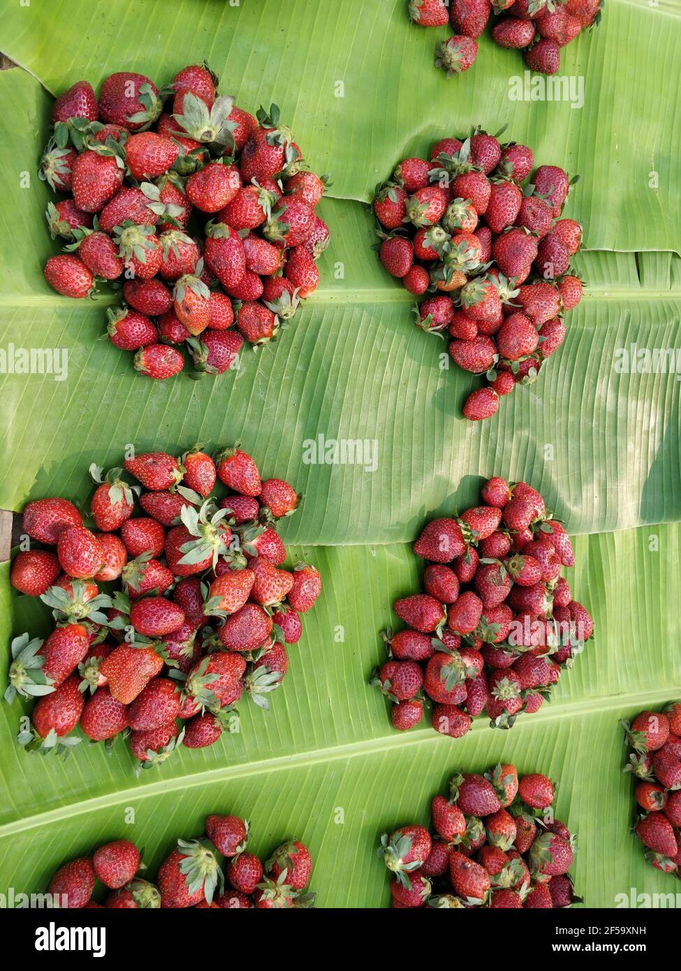 Juicy piles of strawberries on banana leaves for sale Stock Photo Alamy