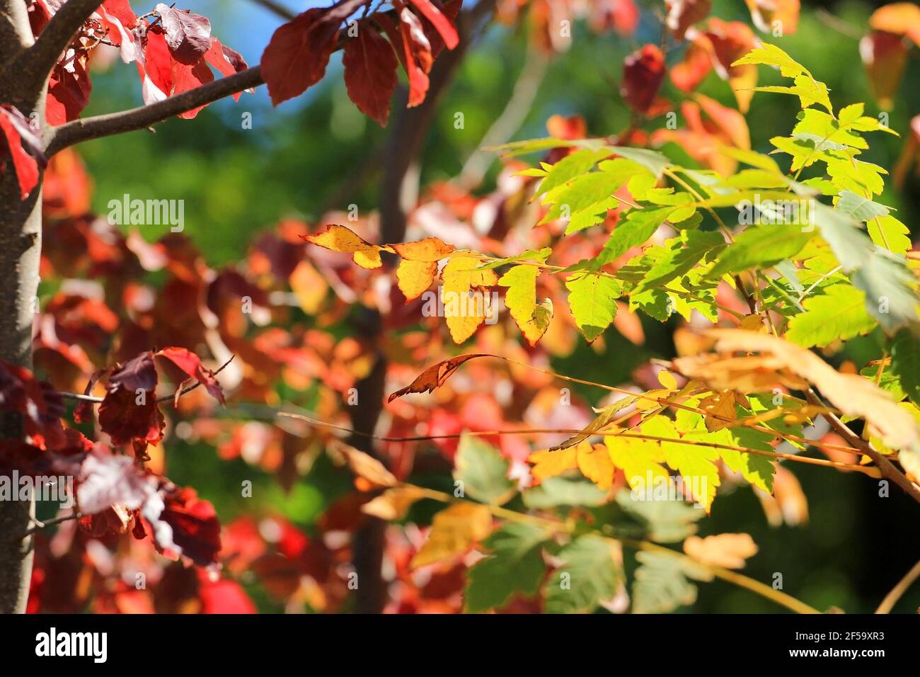Beautiful colors of autumn in the forest Stock Photo - Alamy
