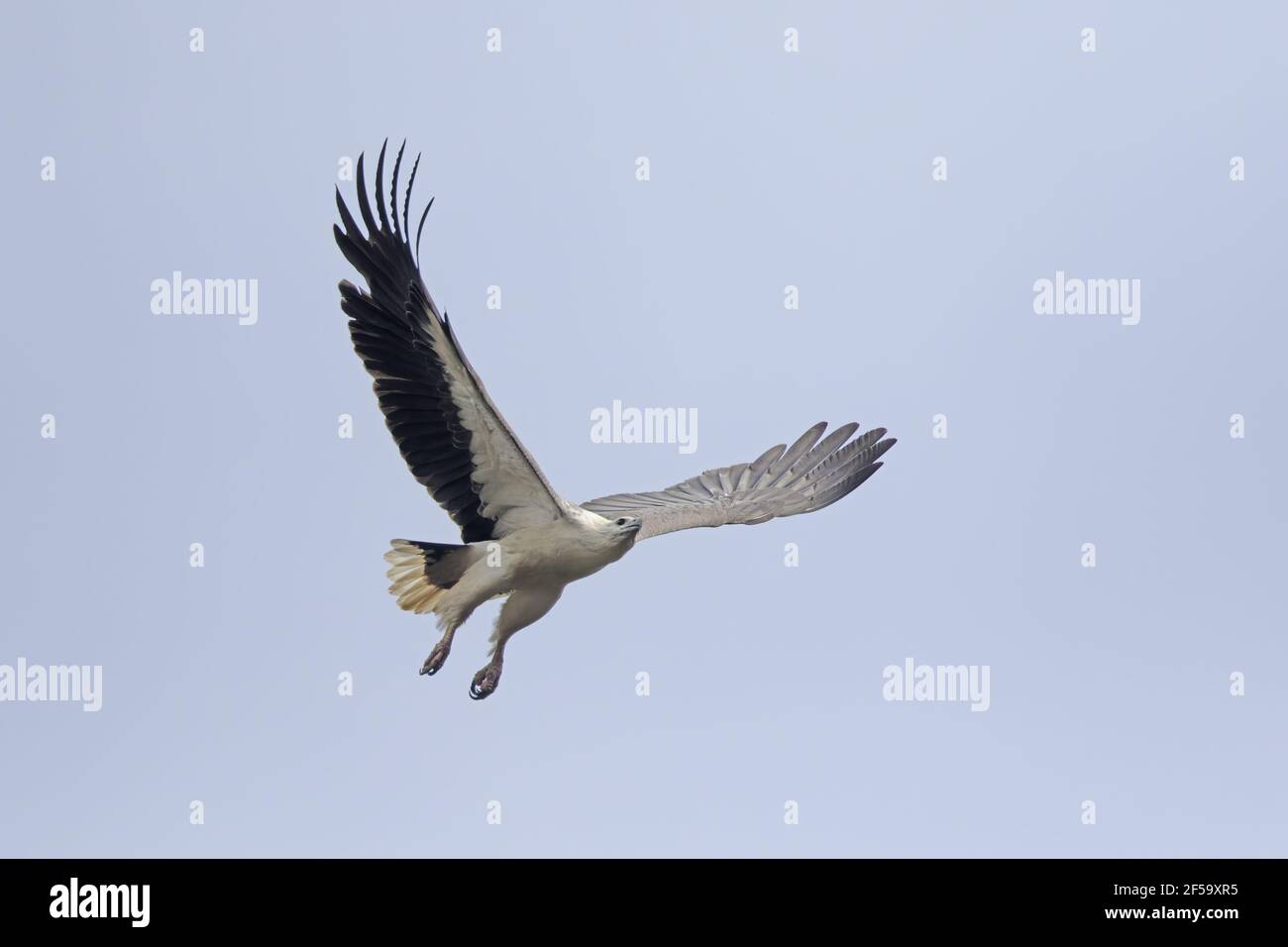 White breasted sea eagle tasmania hi-res stock photography and images ...