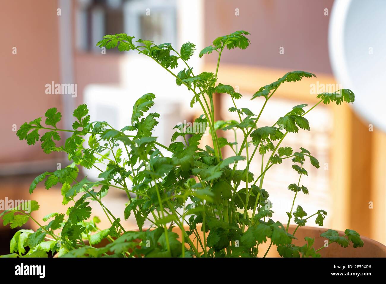 Fresh coriander (Coriandrum sativum) , also known as Chinese parsley, dhania or cilantro Stock Photo
