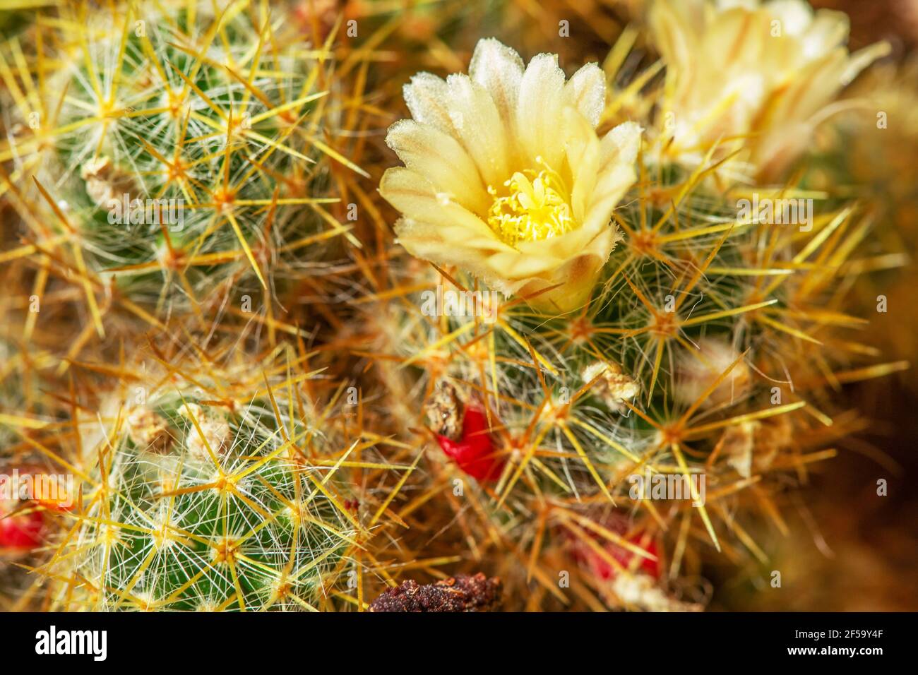 flowering urchin cactus in a pot Stock Photo Alamy