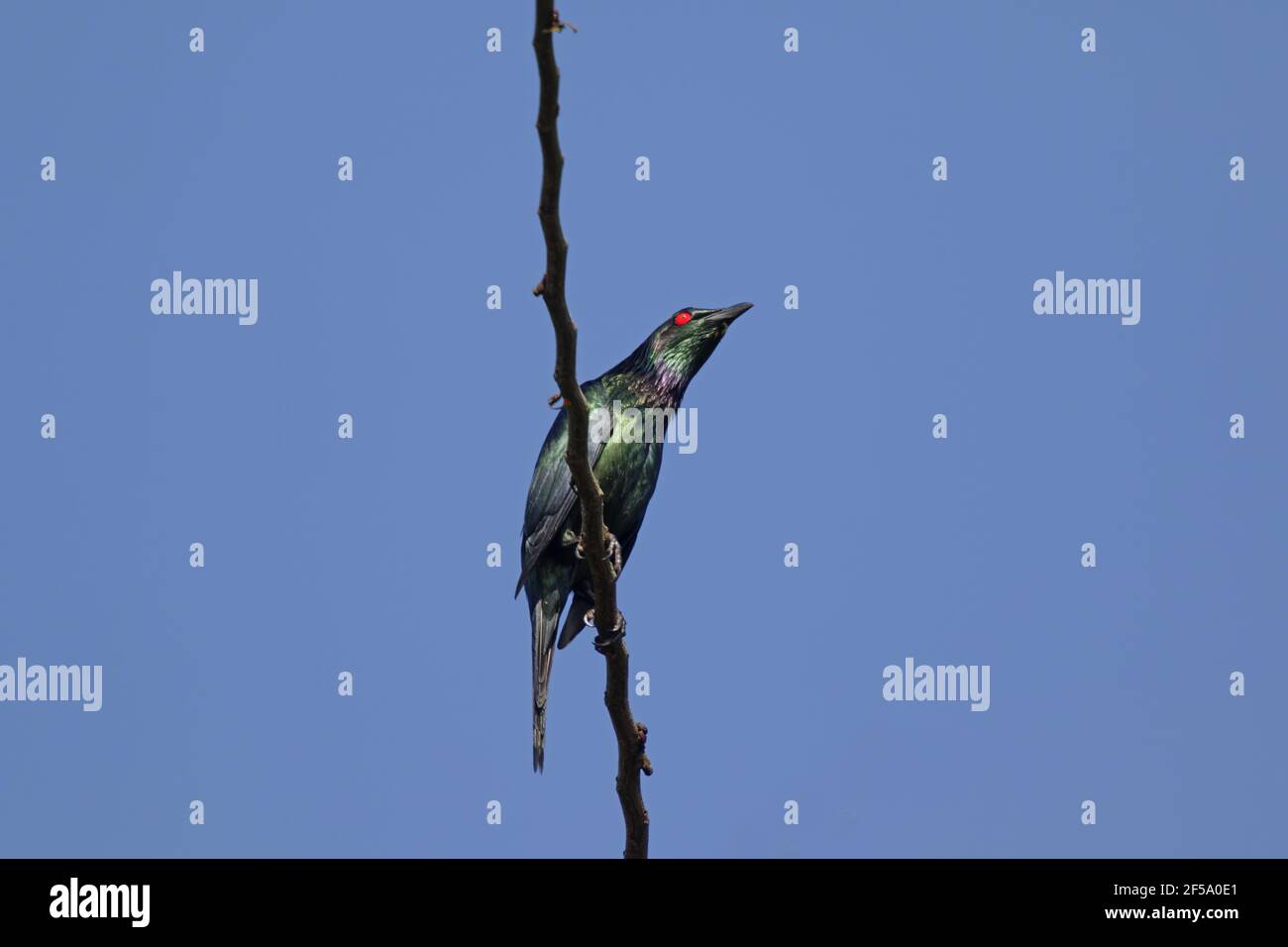 Metallic StarlingAplonis metallica Daintree Queensland, Australia BI031391 Stock Photo