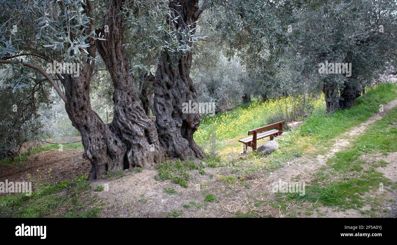 Place for rest in ancient olive grove. Wooden bench under 500 years old olive trees in Xyliatos, Cyprus Stock Photo