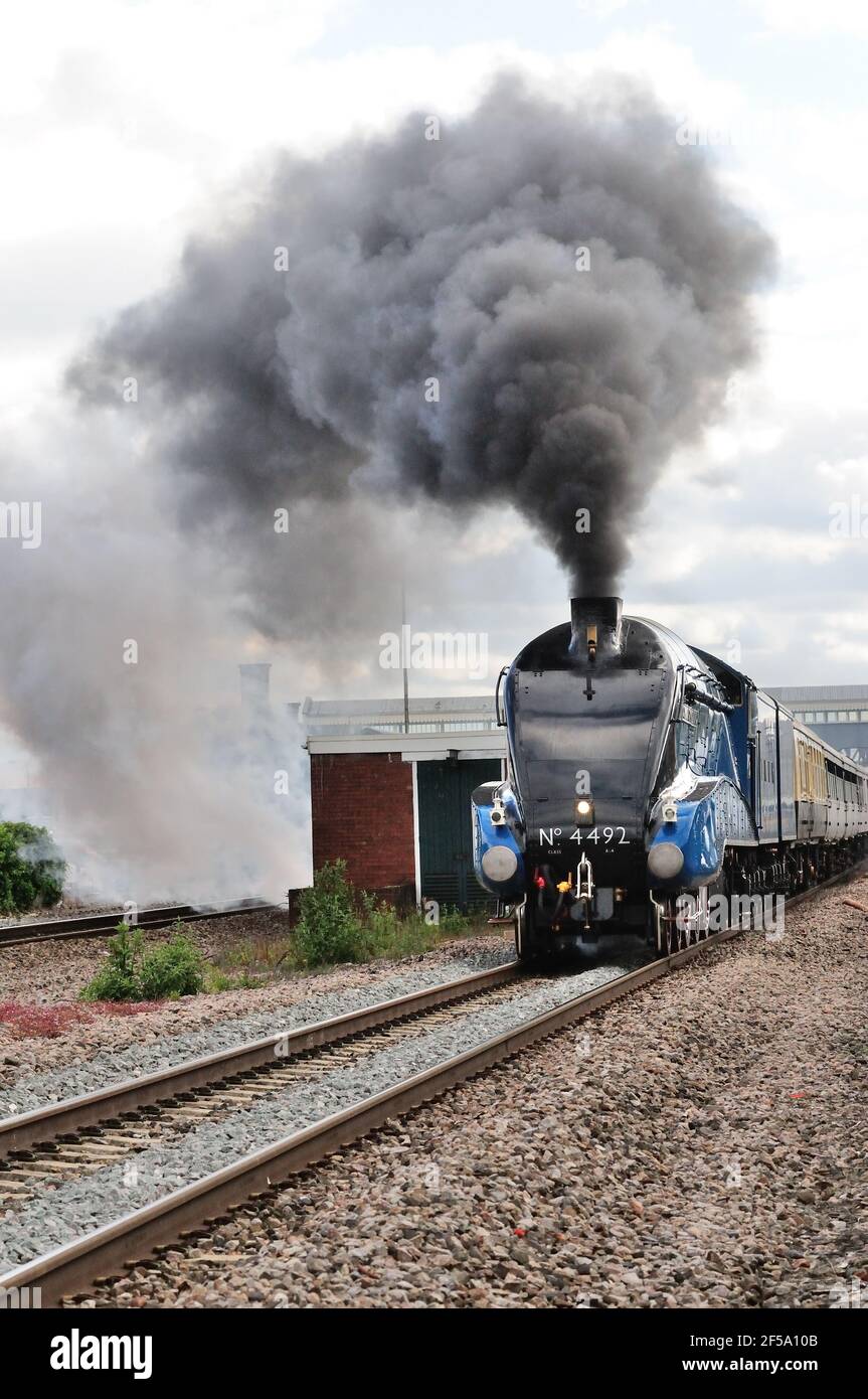 Main line steam train speeding through Chippenham station hauled by LNER  Class A4 Pacific No 60019 Bittern, running as No 4492 (See note Stock Photo  - Alamy