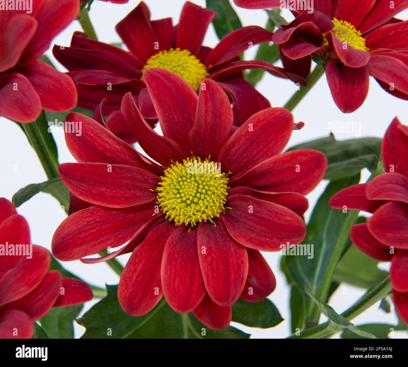 Chrysanthemum morifolium flower close-up. macrophotography, selective focus. Red Dendranthema indicum.  Stock Photo