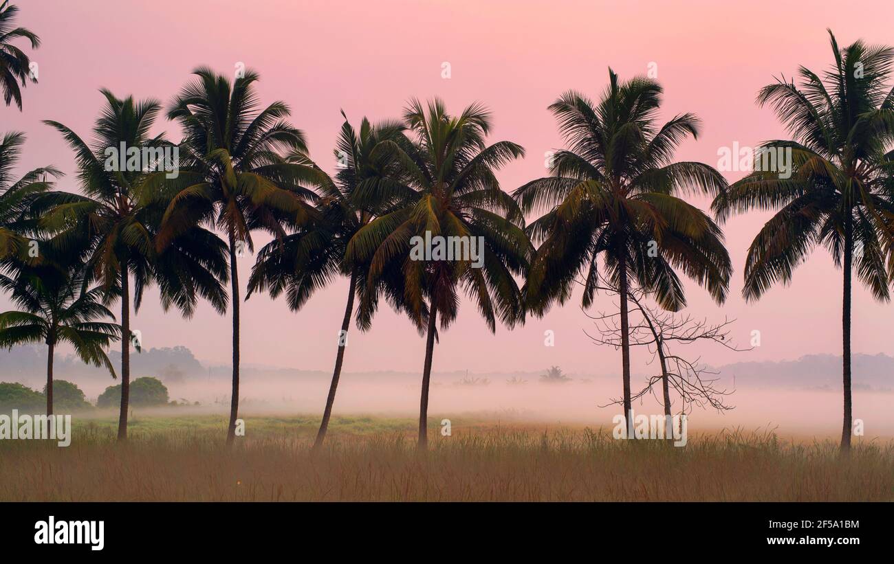 Palms in Aldona, North Goa before Sunrise Stock Photo