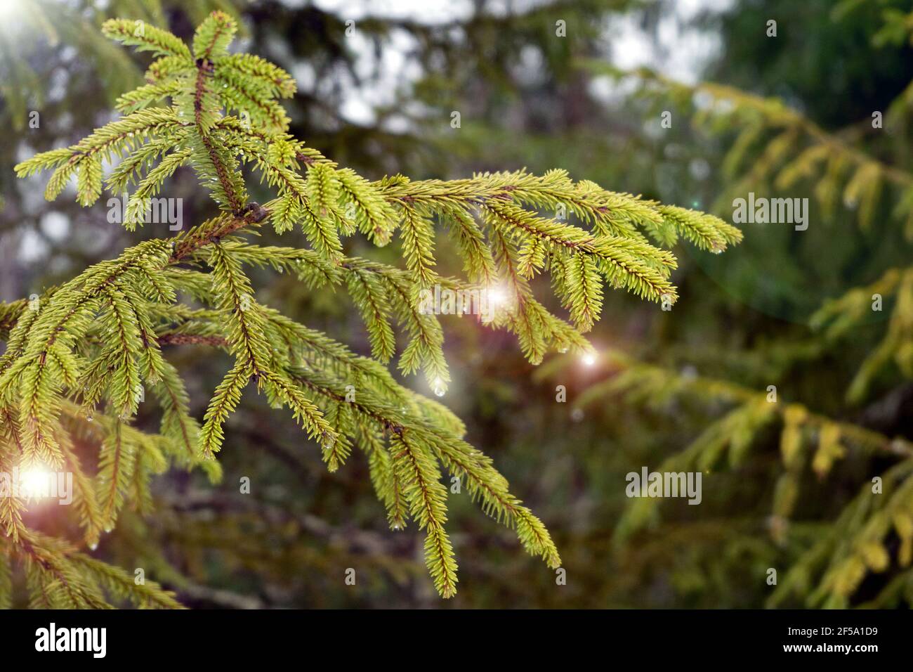 Spruce branch with drops at the tips. The sun's rays flow down from the spruce branches. Green needles of spruce, pine on a green background with sun Stock Photo