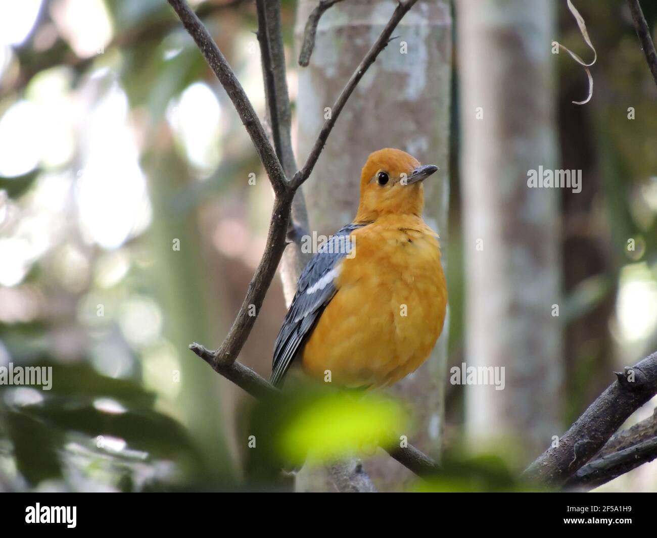 Selective focus of the beautiful Orange-headed thrush bird perching on the tree branch Stock Photo