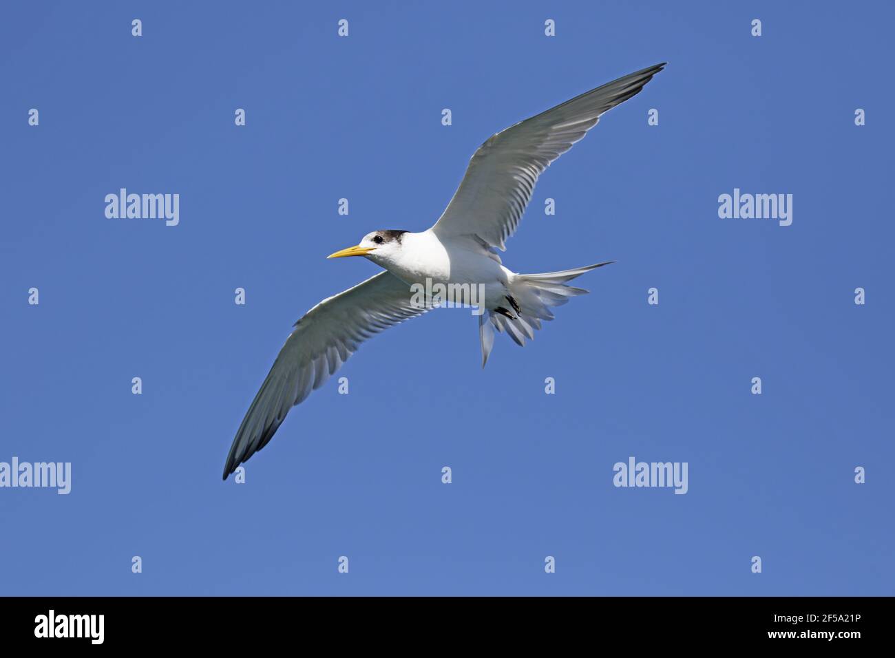 Crested tern - immature in flightThalasseus bergii Kangaroo Island South Australia, Australia BI031443 Stock Photo