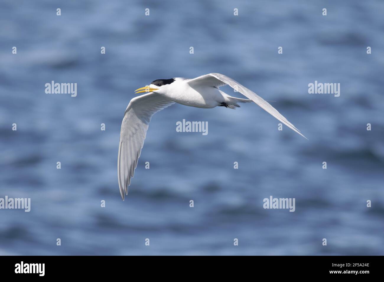 Crested tern - adult in flightThalasseus bergii Kangaroo Island South Australia, Australia BI031446 Stock Photo