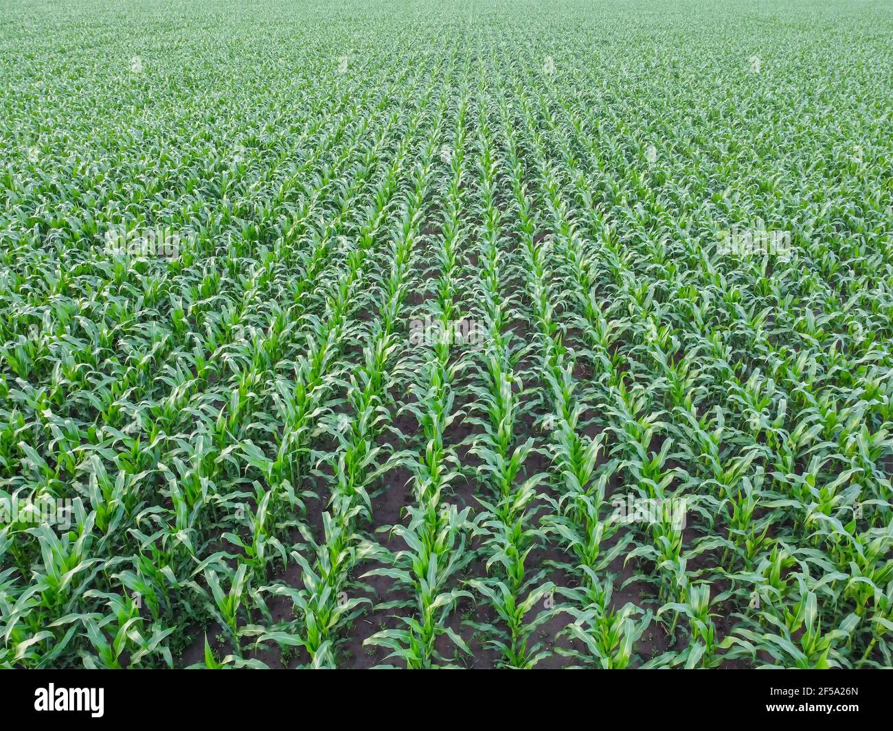 Corn field aerial view, rows of green corn top view. Quadcopter flight