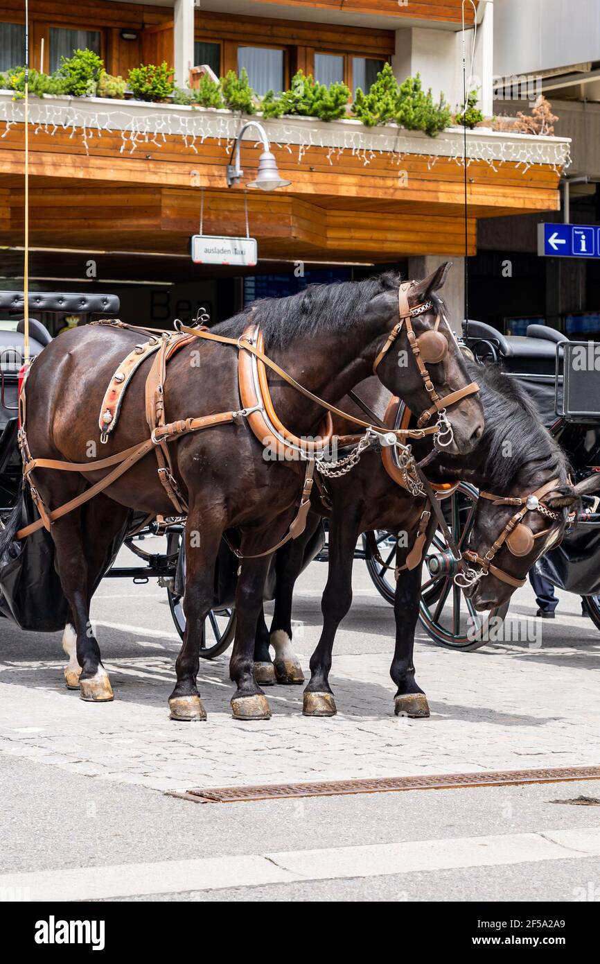 Vertical photo of horsedrawn vehicle in Zermatt town Stock Photo Alamy