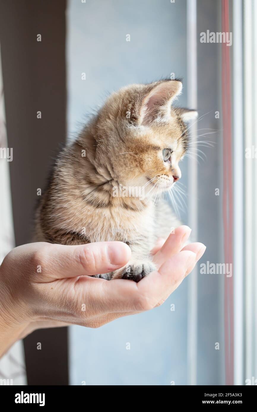 Very small British kitten calmly sits in the owner's palm and looks out the window with interest.  Stock Photo