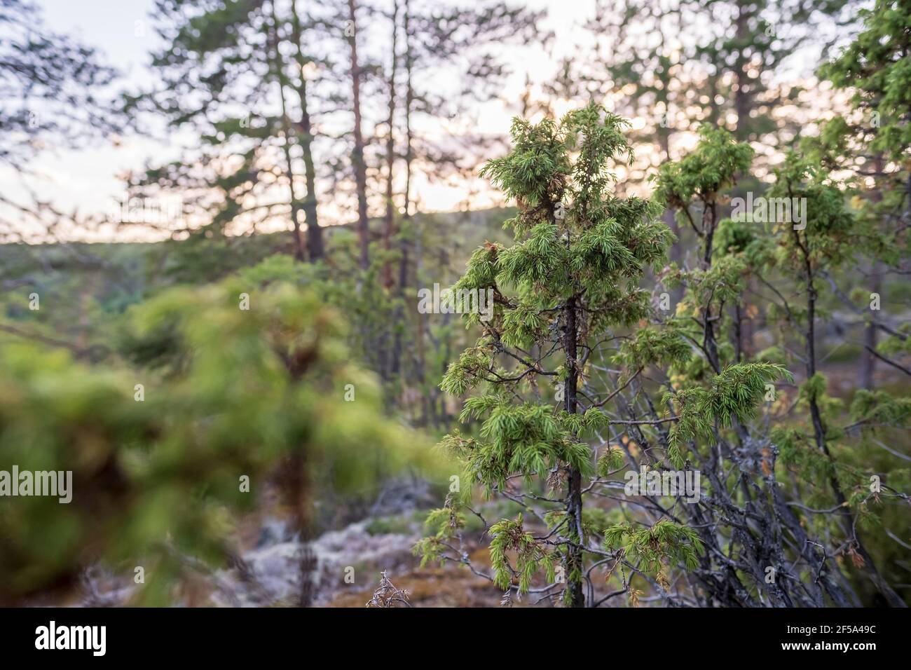 Evergreen juniper in the forest on a summer evening. Stock Photo