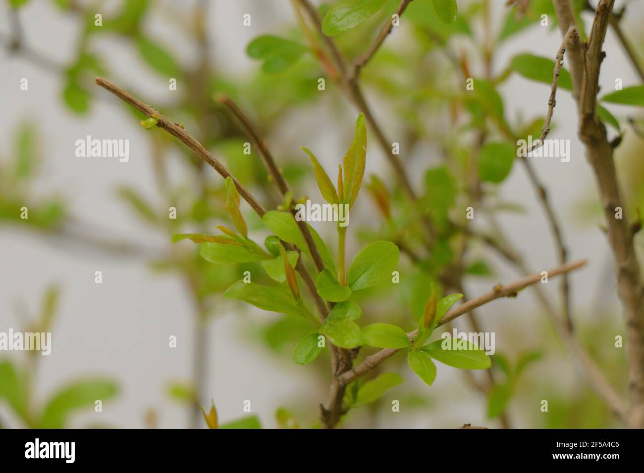 Fresh Green Pomegranate or Punica Granatum Leaves on Tree Branch Stock Photo