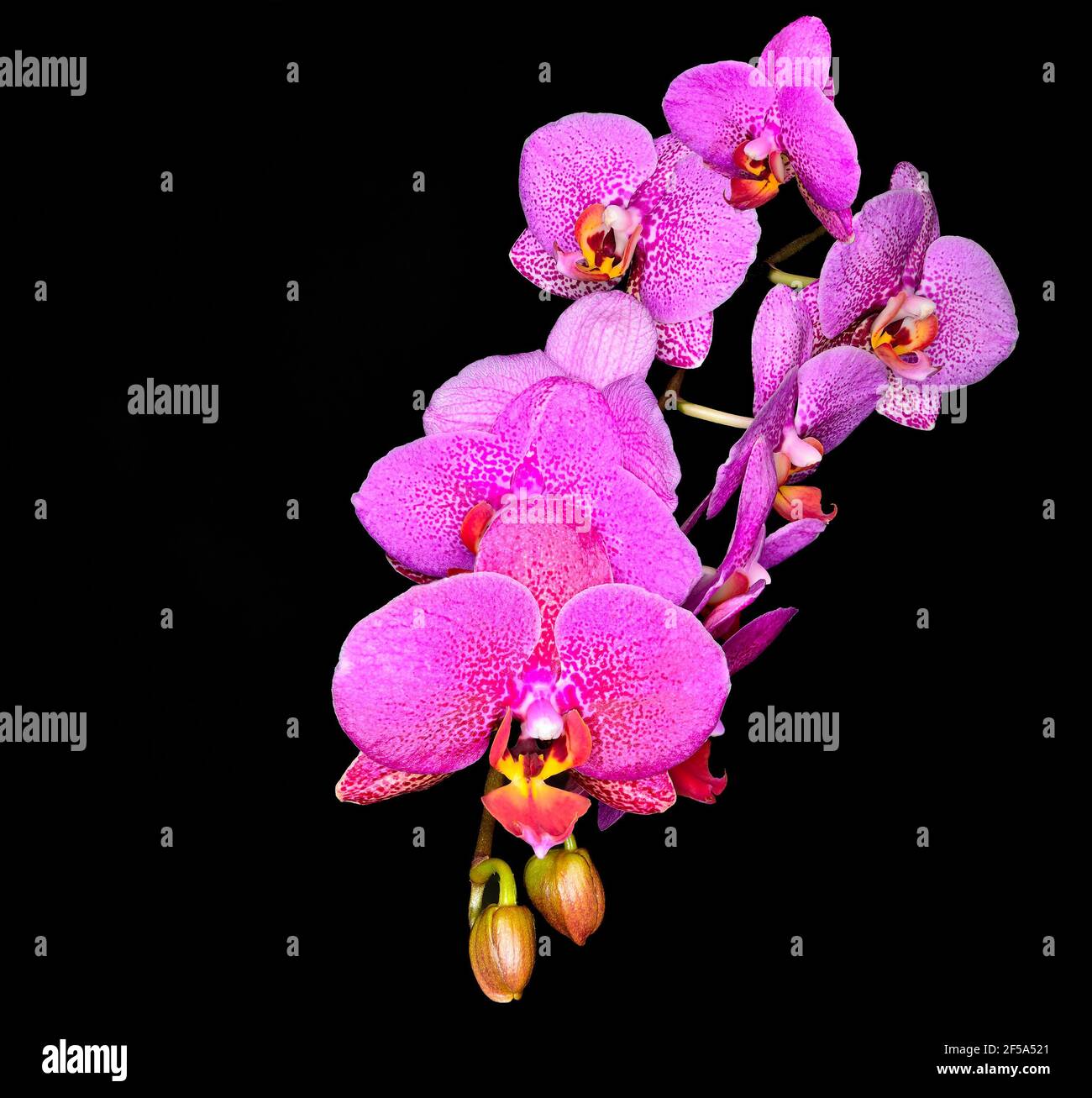 Blossoming branch of purple pink Phalaenopsis or orchid flowers on black background. Elegant exotic tropical flowers with buds for any holidays congra Stock Photo