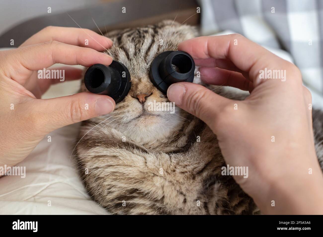 The Black Cat SCOTTISH FOLD glasses Scottish Fold cat in