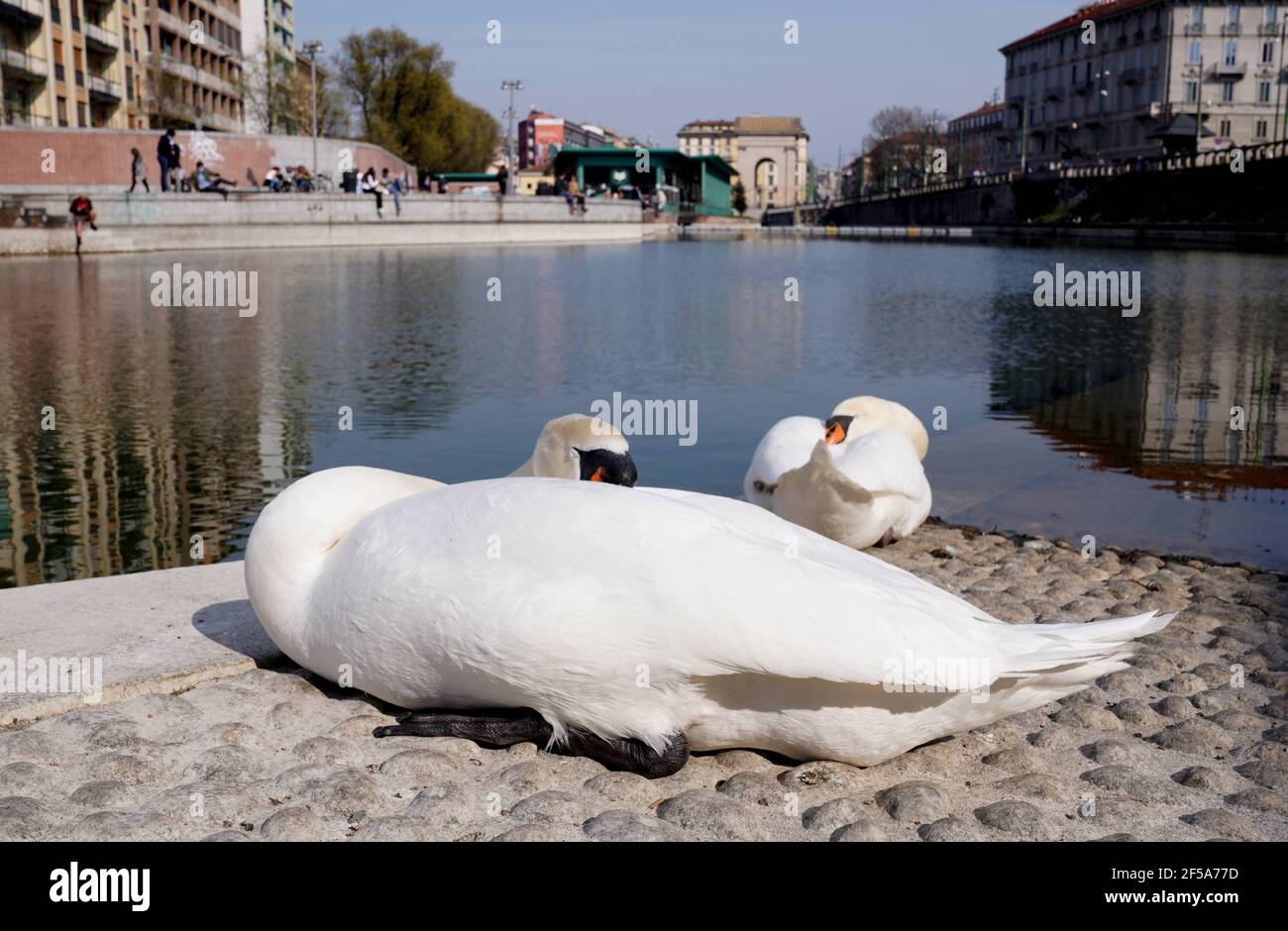 Milan, Italy. 25th Mar, 2021. Milan - Couple of Swans sunbathe on the dock almost undisturbed due to the lockdown of humans due to covid-19 Editorial Usage Only Credit: Independent Photo Agency/Alamy Live News Stock Photo