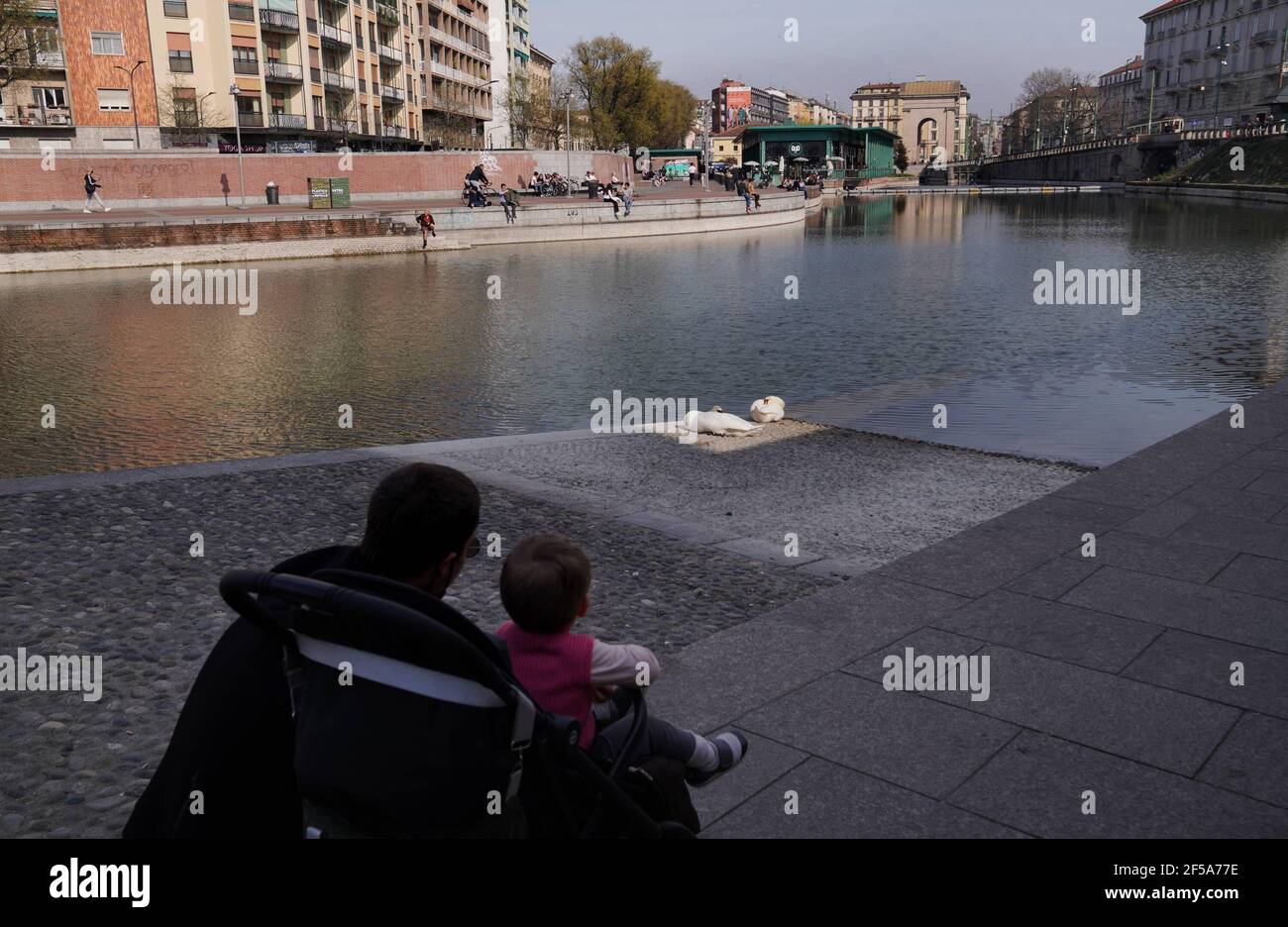 Milan, Italy. 25th Mar, 2021. Milan - Couple of Swans sunbathe on the dock almost undisturbed due to the lockdown of humans due to covid-19 Editorial Usage Only Credit: Independent Photo Agency/Alamy Live News Stock Photo