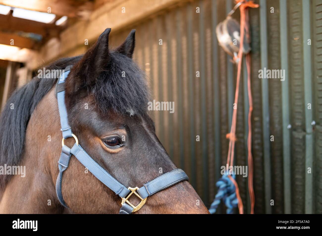 New Forest Pony seen tied up in his stable area, prior to a brushing down after his exercise. Stock Photo