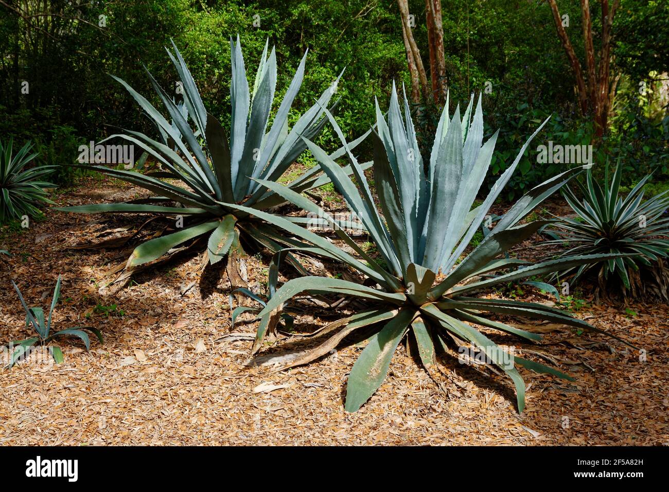 2 bromeliad plants, green, sharp spines along leaves, nature, Florida, Bok Tower Gardens, Lake Wales, FL, spring Stock Photo