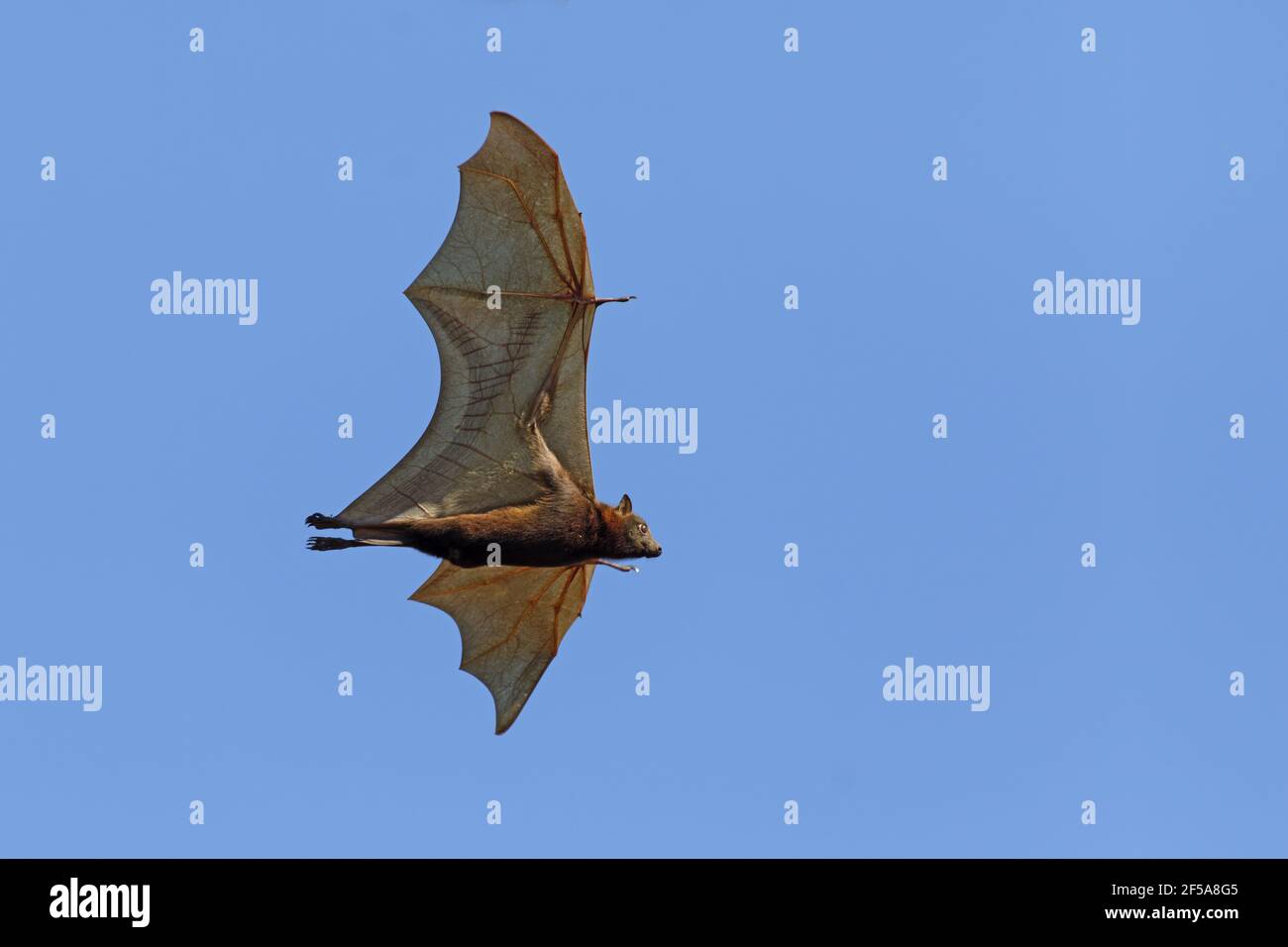 Black Fruit Bat in flightPteropus alecto Kakadu National Park Northern Territory, Australia
