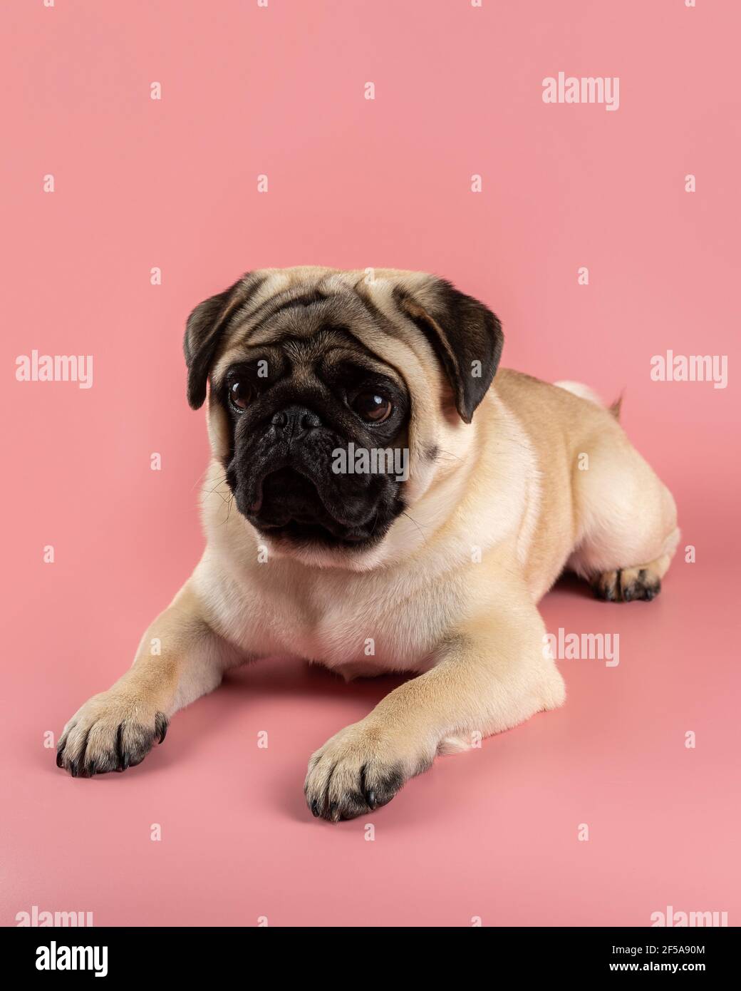 Cute Pug dog sitting on pink background. Stock Photo