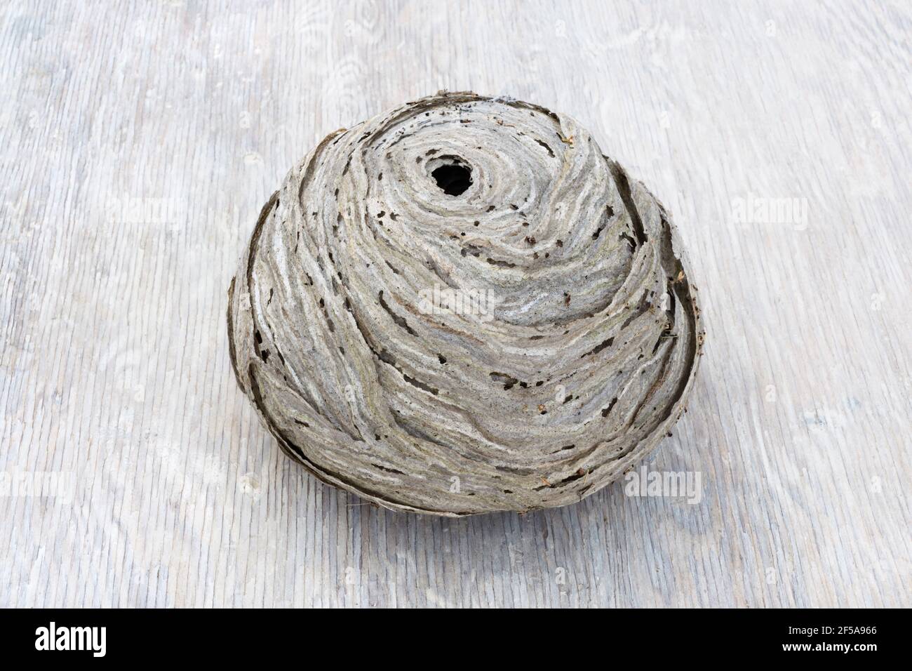 Old wasp nest originally hanginf from a wood shed roof. Taken down after the colony of Tree Wasps died out in the late autumn. Stock Photo