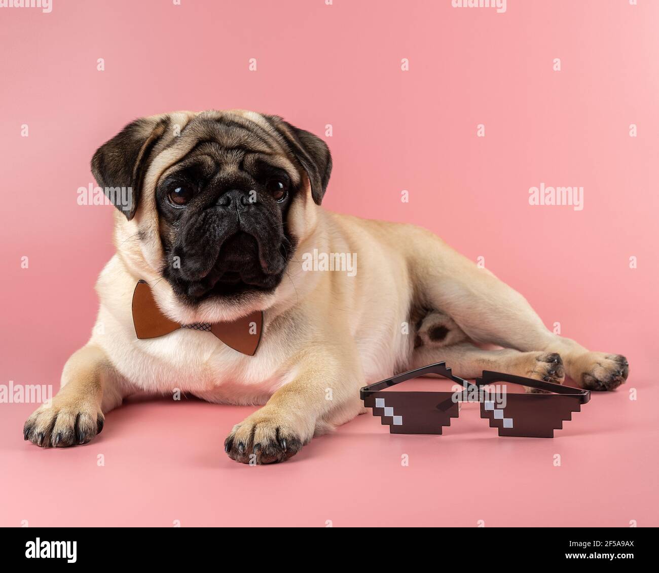 Pug wearing glasses sale