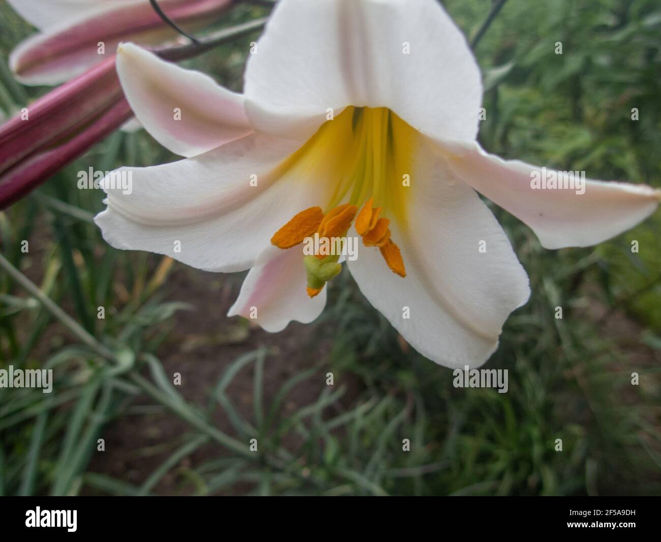Beautiful Lily flower on green leaves background. Lilium longiflorum flowers in the garden. Background texture plant fire lily with orange buds. Image Stock Photo
